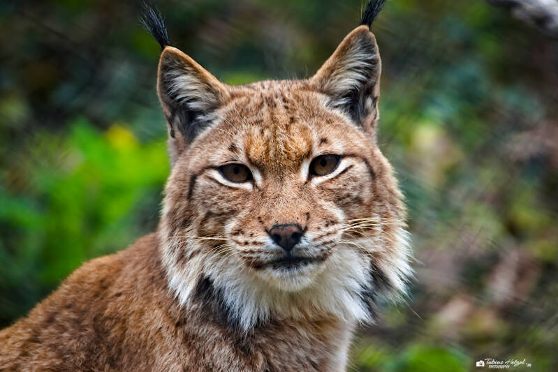 Karpatenluchs | Zoologischer Stadtgarten Karlsruhe | 03.04.2026