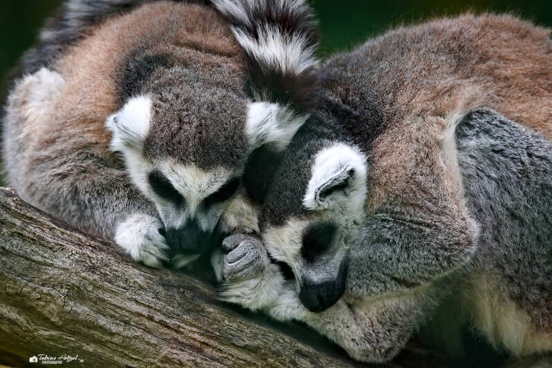 Katta | Zoo Usti nad labem | 11.07.2025