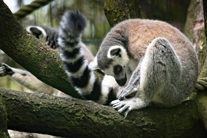 Katta | Tier- und Freizeitpark Thüle | 03.08.2024