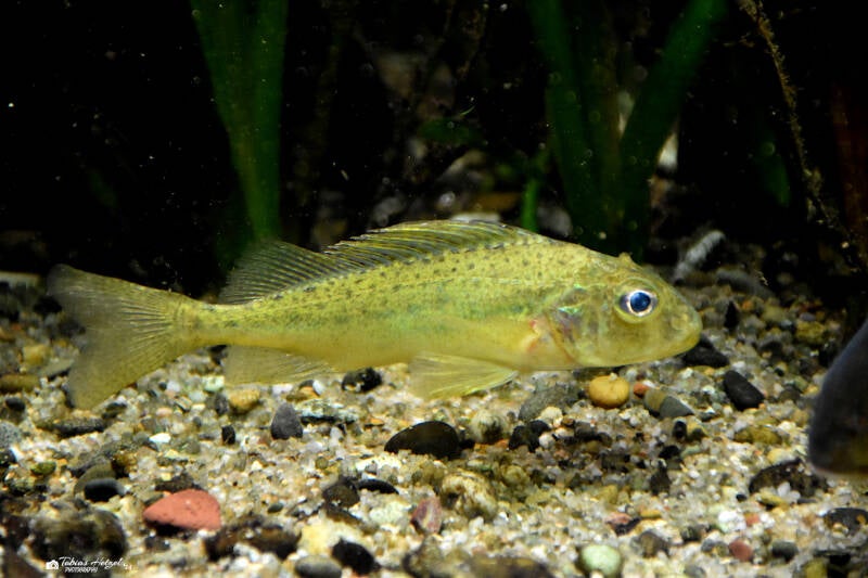 Kaulbarsch | Wilhelma Stuttgart | 16.06.2023