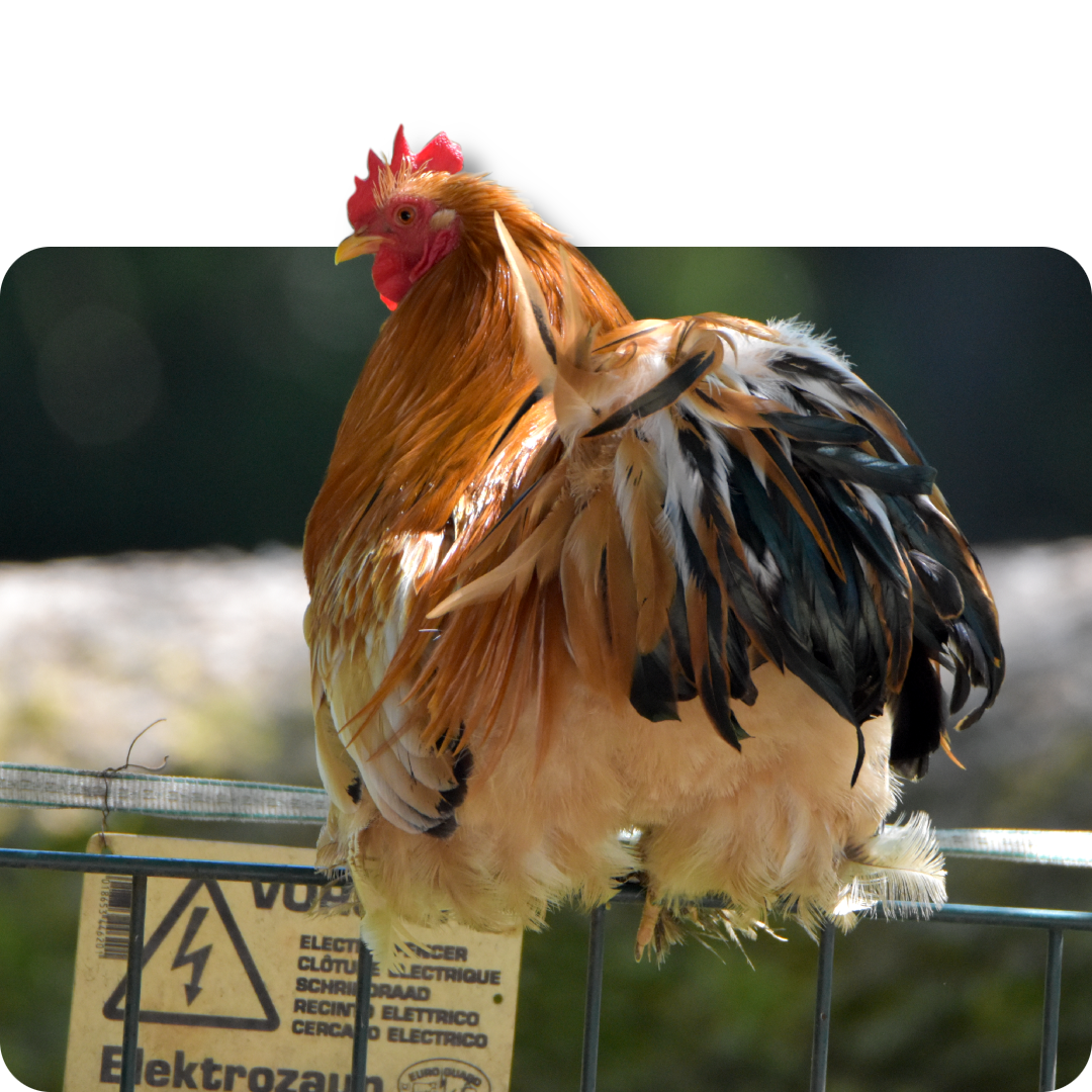 Brahma Fotodatenbank TobisZoophotoark