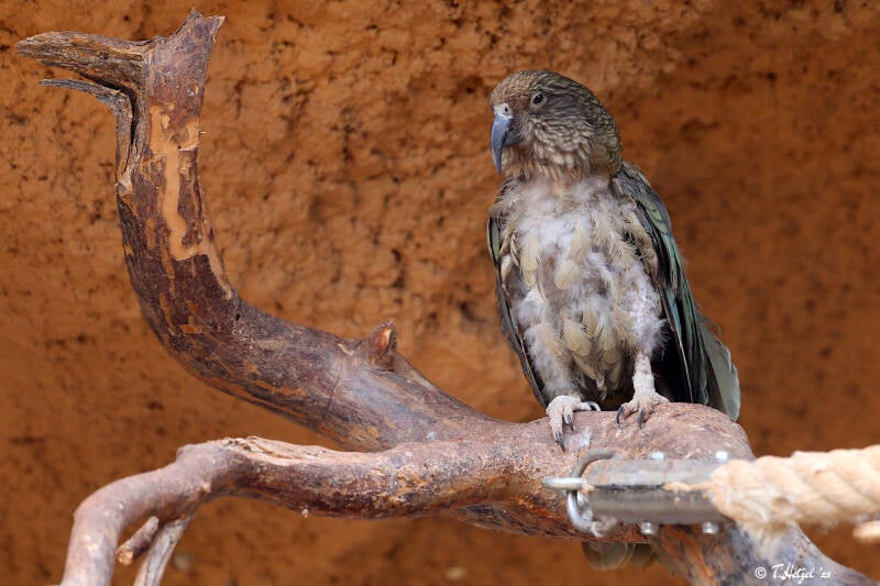 Kea | Zoo Berlin | 26.05.2018