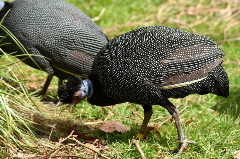 Kenia-Haubenperlhuhn | Weltvogelpark Walsrode | 12.04.2021