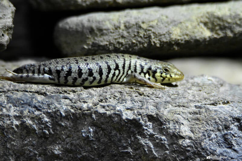 Kenia-Zebraskink | Zoo Frankfurt | 22.08.2021