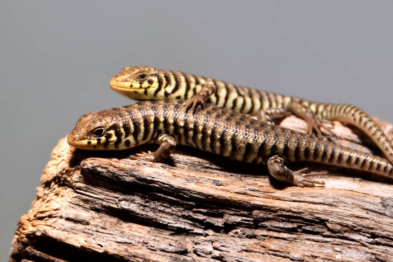Kenia-Zebraskink | Zoo Frankfurt | 10.03.2022