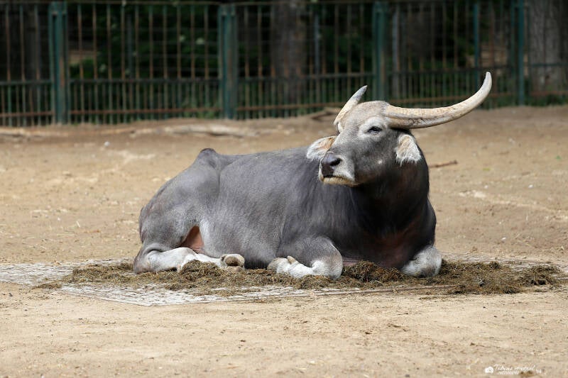 Kerabau | Tierpark Berlin | 27.05.2018