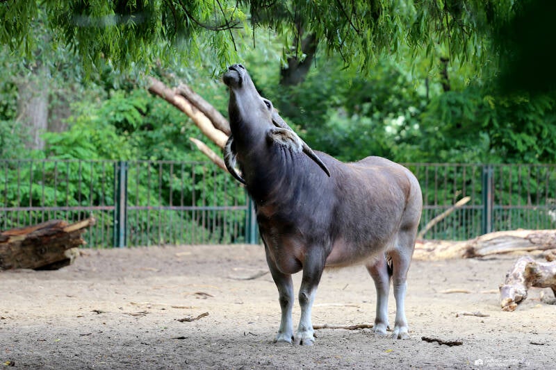 Kerabau | Tierpark Berlin | 27.05.2018