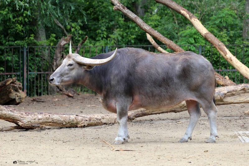 Kerabau | Tierpark Berlin | 27.05.2018