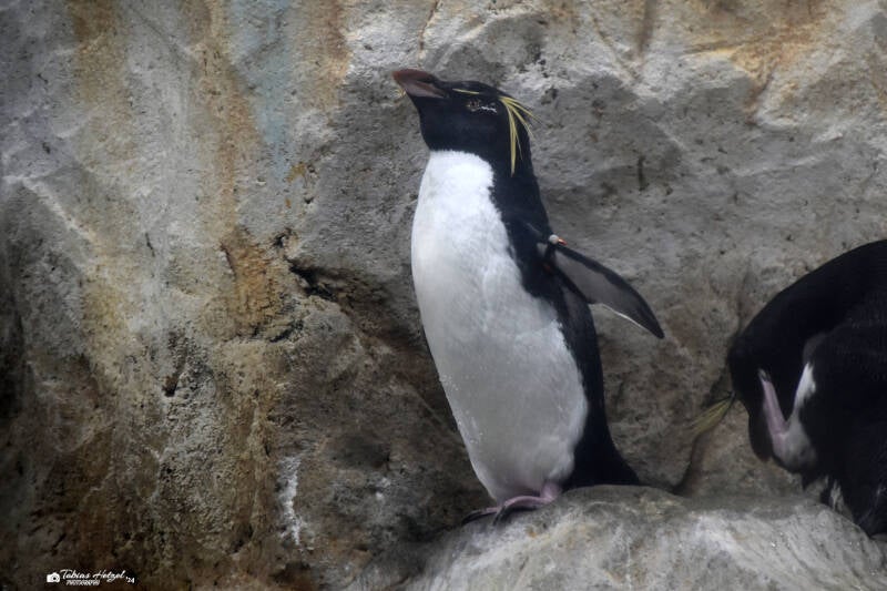 Kerguelenpinguin | Marineland Antibes | 16.12.2023