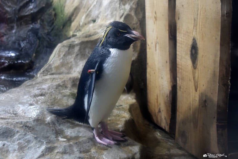 Kerguelenpinguin | Marineland Antibes | 16.12.2023