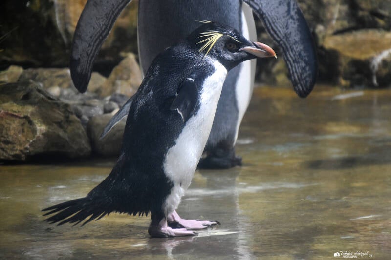 Kerguelenpinguin | Marineland Antibes | 16.12.2023