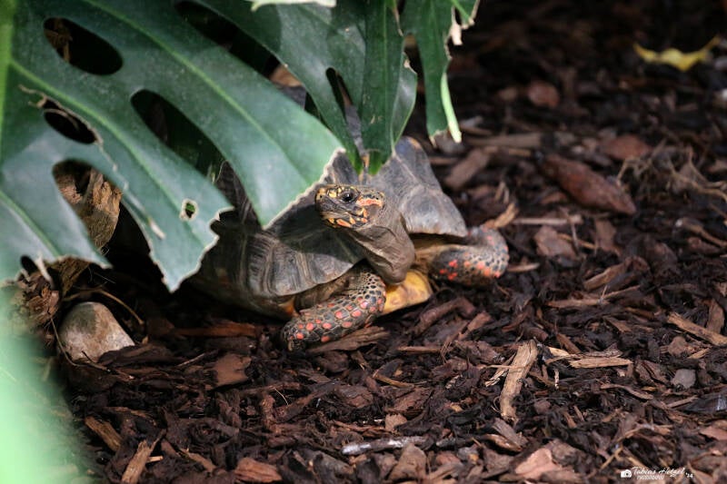 Köhlerschildkröte | Luisenpark Mannheim | 12.08.2018