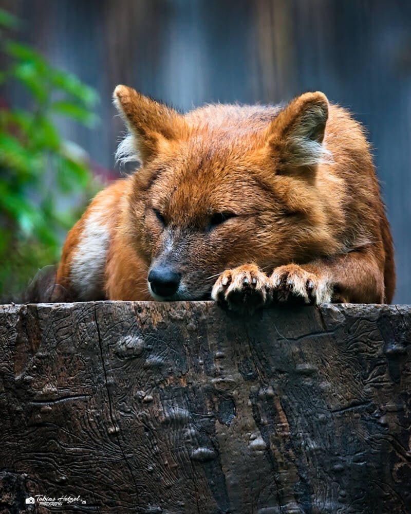 Kiangsi-Rothund | Zoo Dresden | 12.07.2025