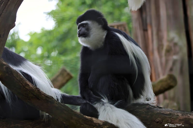 Kikuyu-Guereza | Zoo Krefeld | 16.06.2024