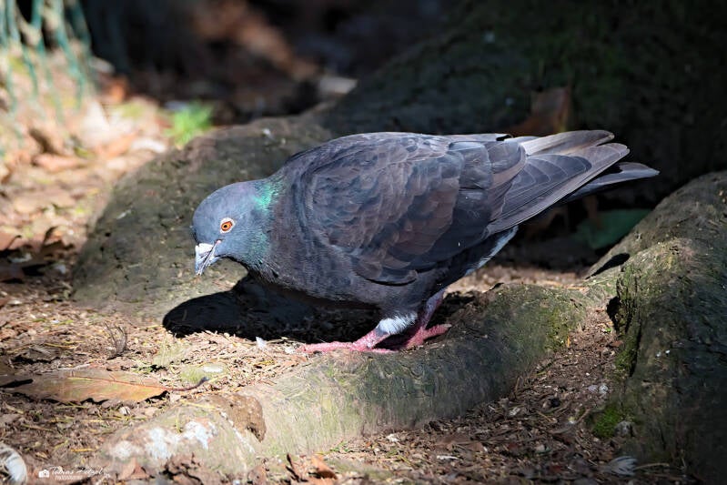 Kingtaube | Wildpark Potzberg, Föckelberg | 05.10.2024