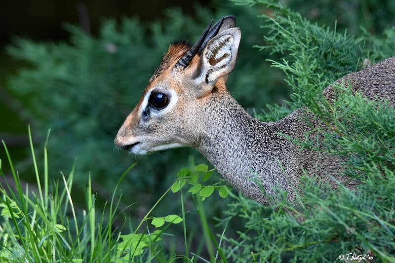Kirk-Dikdik (kein Unterartenstatus) | Zoo Frankfurt | 08.09.2023