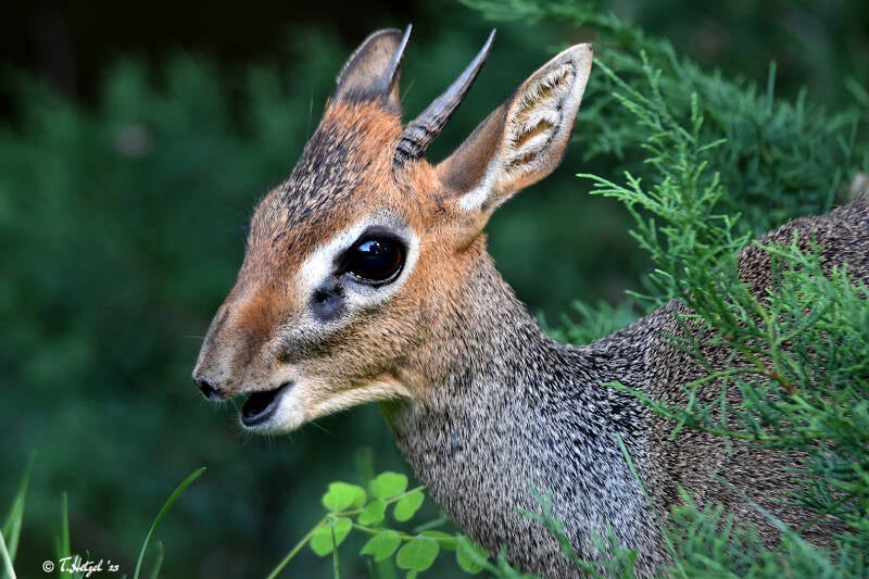 Kirk-Dikdik (kein Unterartenstatus) | Zoo Frankfurt | 08.09.2023