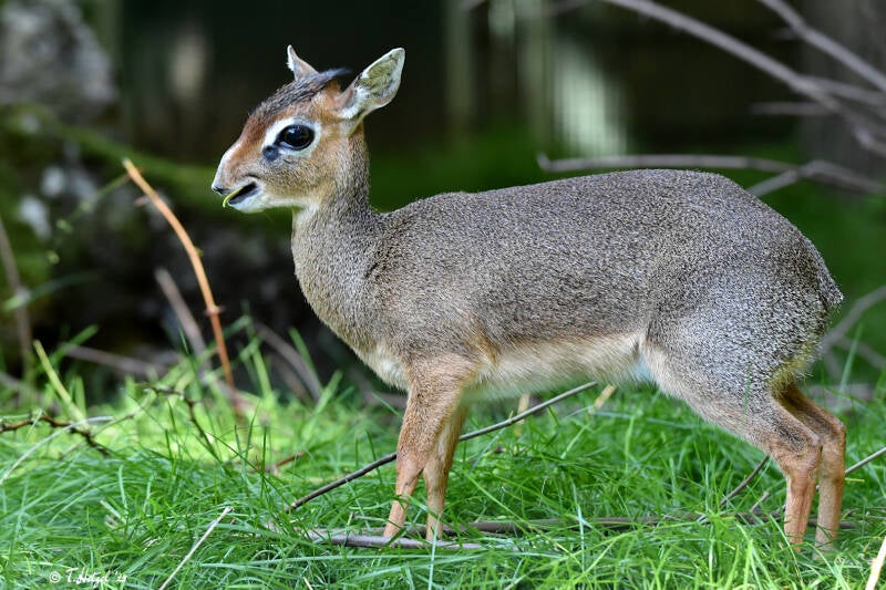 Kirk-Dikdik (kein Unterartenstatus) | Zoo Frankfurt | 08.09.2023
