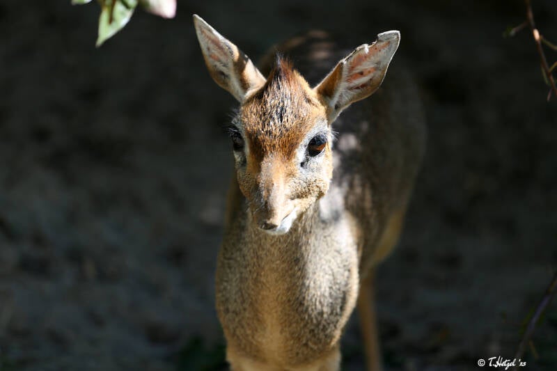 Kirk-Dikdik (kein Unterartenstatus) | Zoo Landau | 13.08.2018