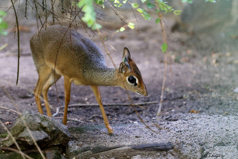Kirk-Dikdik (kein Unterartenstatus) | Zoo Landau | 13.08.2018