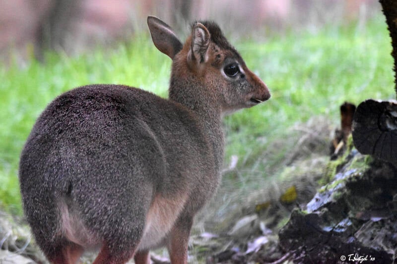 Kirk-Dikdik (kein Unterartenstatus) | Zoo Landau | 13.11.2022