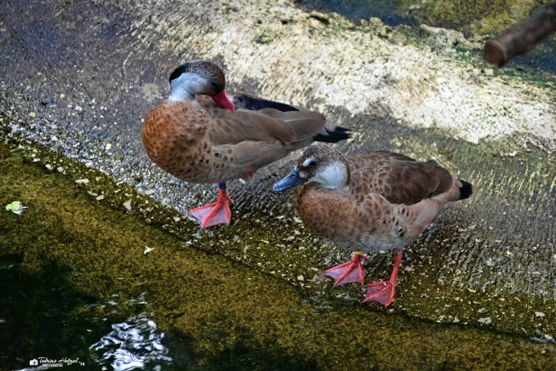 Kleine Amazonasente | Tiergarten Nürnberg | 17.03.2024