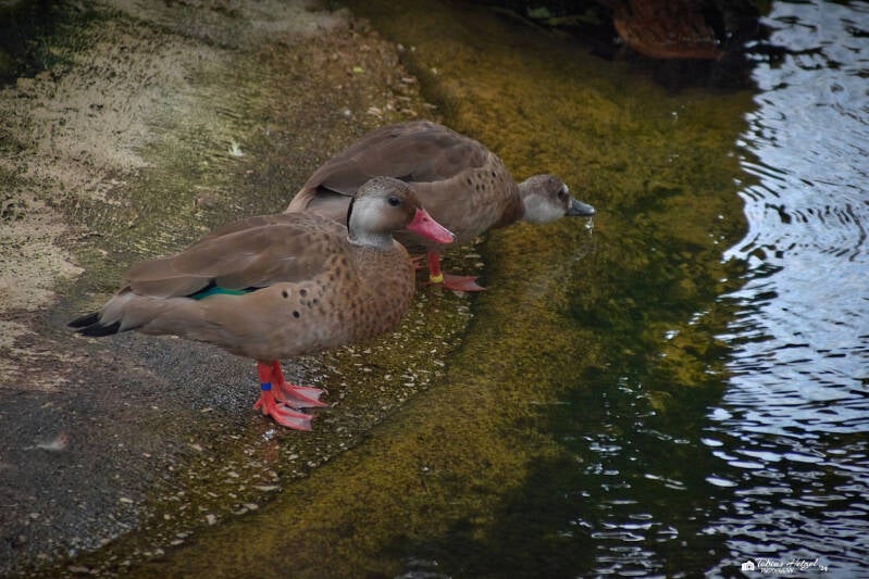 Kleine Amazonasente | Tiergarten Nürnberg | 17.03.2024