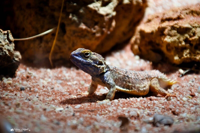 Kleine Biberschwanzagame | Wilhelma Stuttgart | 19.06.2025