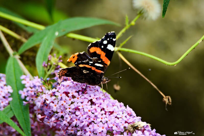 Kleiner Admiral | Greifvogelpark Grafenwiesen (Wildtier) | 16.08.2024
