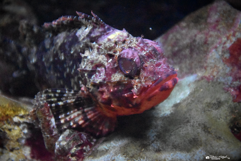 Kleiner Drachenkopf | Zoo Frankfurt | 08.09.2023