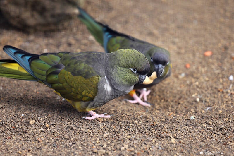 Kleiner Felsensittich | Tierpark Berlin | 24.11.2019
