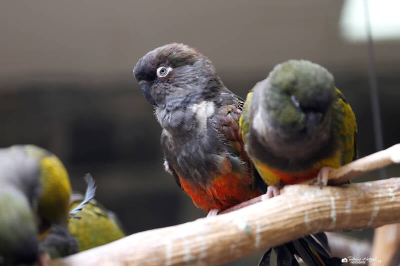 Kleiner Felsensittich | Vogelburg Weilrod-Hasselbach | 11.06.2019