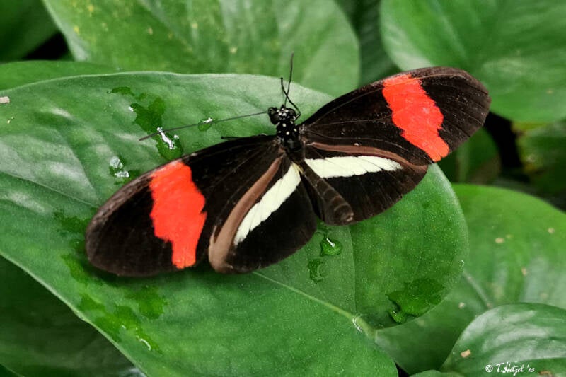 Kleiner Kurier | Palmengarten Frankfurt | 21.04.2023