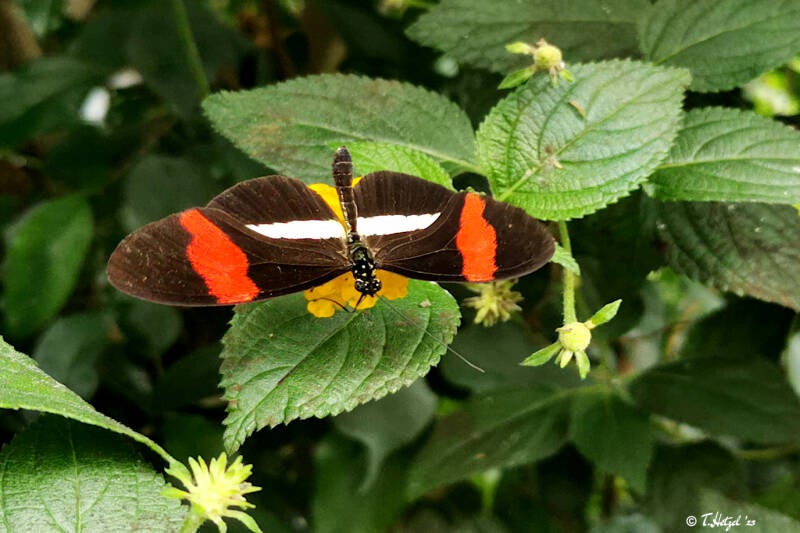 Kleiner Kurier | Palmengarten Frankfurt | 21.04.2023