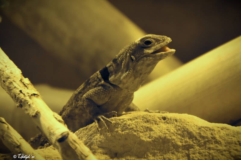 Kleiner Madagaskar-Baumleguan