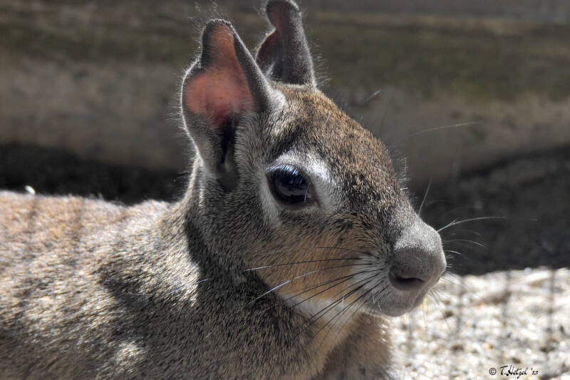Kleiner Pampashase | Haustierhof Reutemühle, Überlingen-Bambergen | 05.07.2020