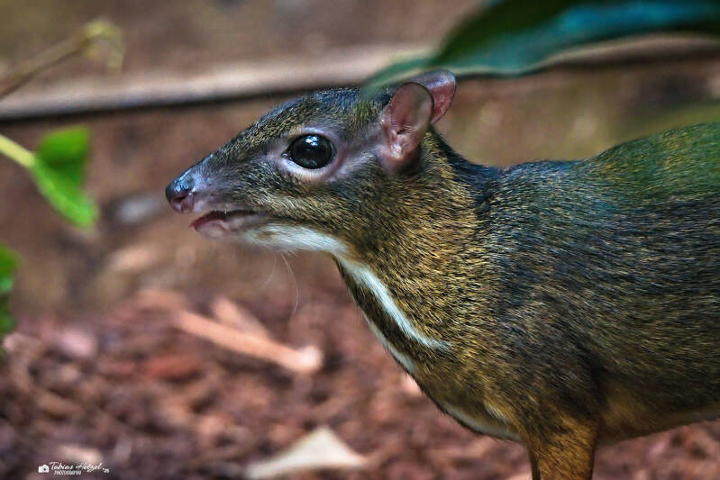 Kleinkantschil (kein Art- oder Unterartenstatus) | Zoo Frankfurt | 06.09.2025