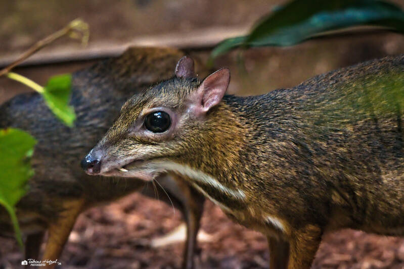 Kleinkantschil (kein Art- oder Unterartenstatus) | Zoo Frankfurt | 06.09.2025