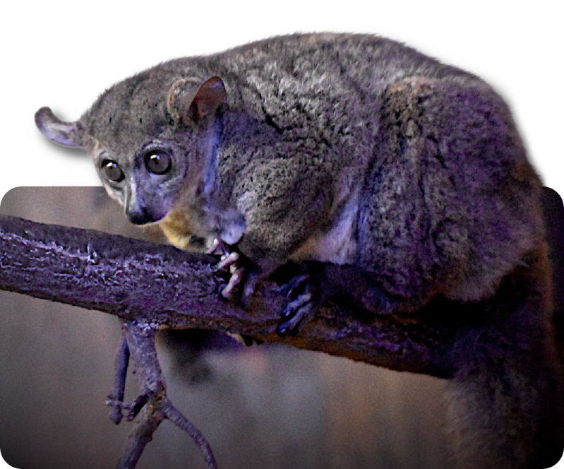 Kleinohr-Riesengalago (kein Unterartenstatus)