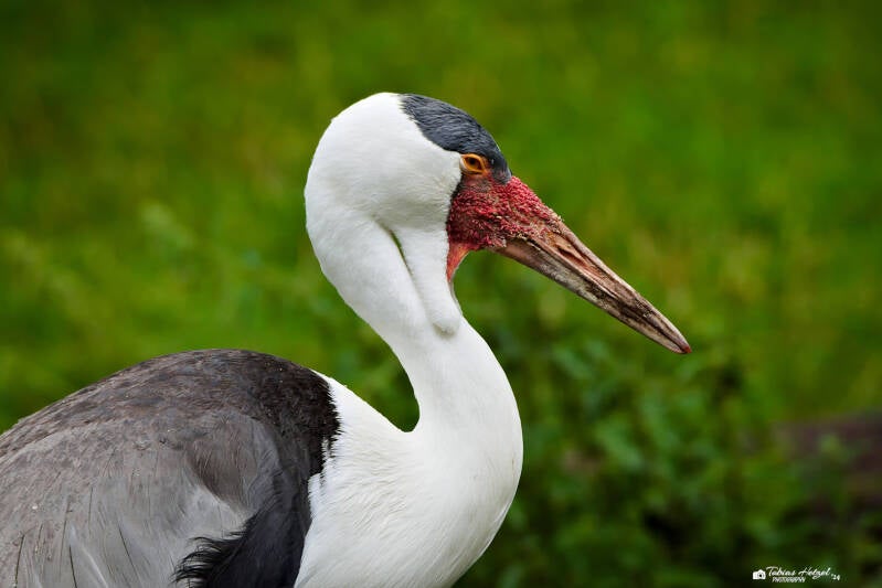 Klunkerkranich | Safaripark Dvur Kralove | 17.08.2024