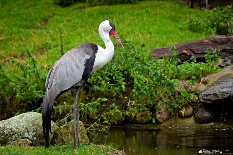 Klunkerkranich | Safaripark Dvur Kralove | 17.08.2024
