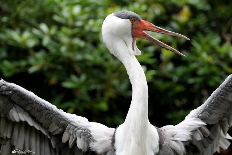 Klunkerkranich | Weltvogelpark Walsrode | 12.08.2017