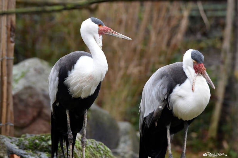 Klunkerkranich | Kölner Zoo | 27.12.2021