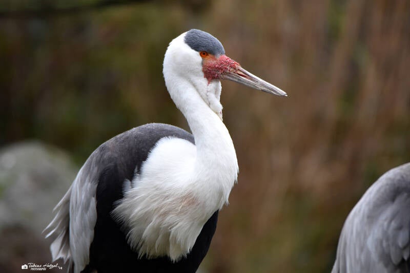 Klunkerkranich | Kölner Zoo | 27.12.2021