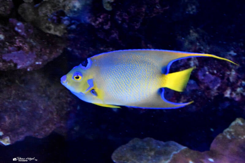 Königinengelfisch | Staatliches Museum für Naturkunde Karlsruhe | 04.12.2022