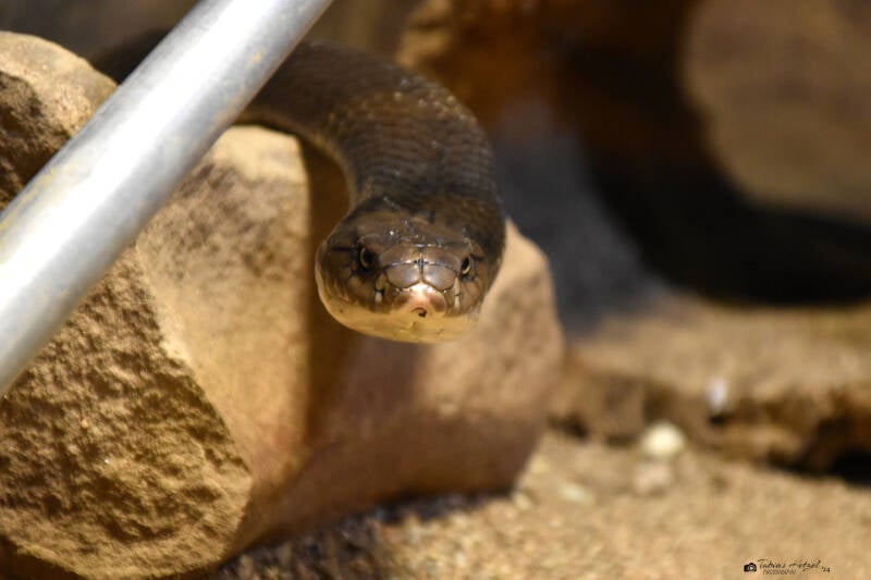 Königskobra | Reptilium Landau | 09.12.2023