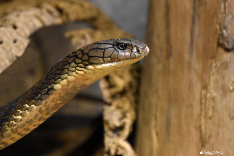 Königskobra | Reptilium Landau | 09.12.2023
