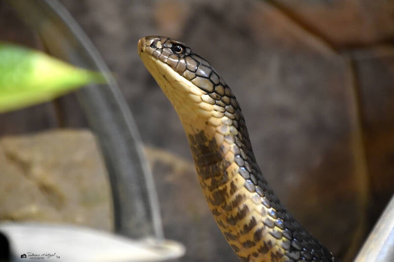 Königskobra | Reptilium Landau | 09.12.2023