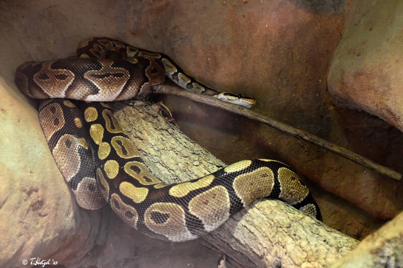 Königspython | Tiergarten Worms | 18.05.2023