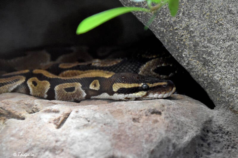 Königspython | Wilhelma Stuttgart | 16.06.2023